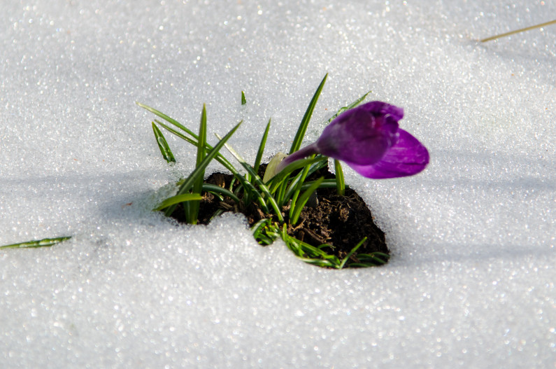 Crocus in Snow JCL