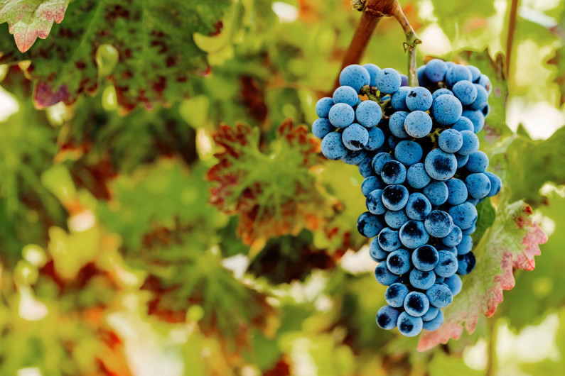 Grapes sm copy